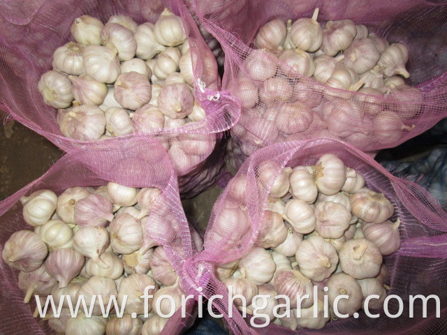 Normal White Garlic